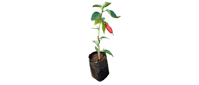 Malvaviscus arboreus